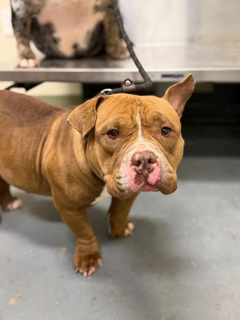 A young medium-sized female English Bulldog dog named Bonnie for adoption in Winder, GA
