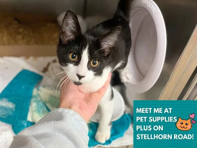 A baby small-sized male Domestic Short Hair cat named Figaro for adoption in Fort Wayne, IN