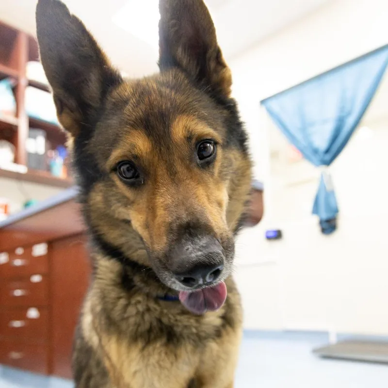 An adult medium-sized male Black German Shepherd Dog dog named Mr Rogers for adoption in Gainesville, FL