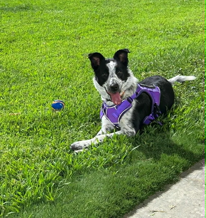 A baby medium-sized female Border Collie dog named Cookie for adoption in Las Vegas, NV