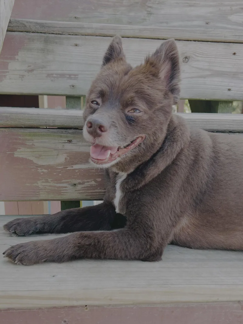 A young small-sized male Pomeranian dog named Coco for adoption in Elizabethtown, PA