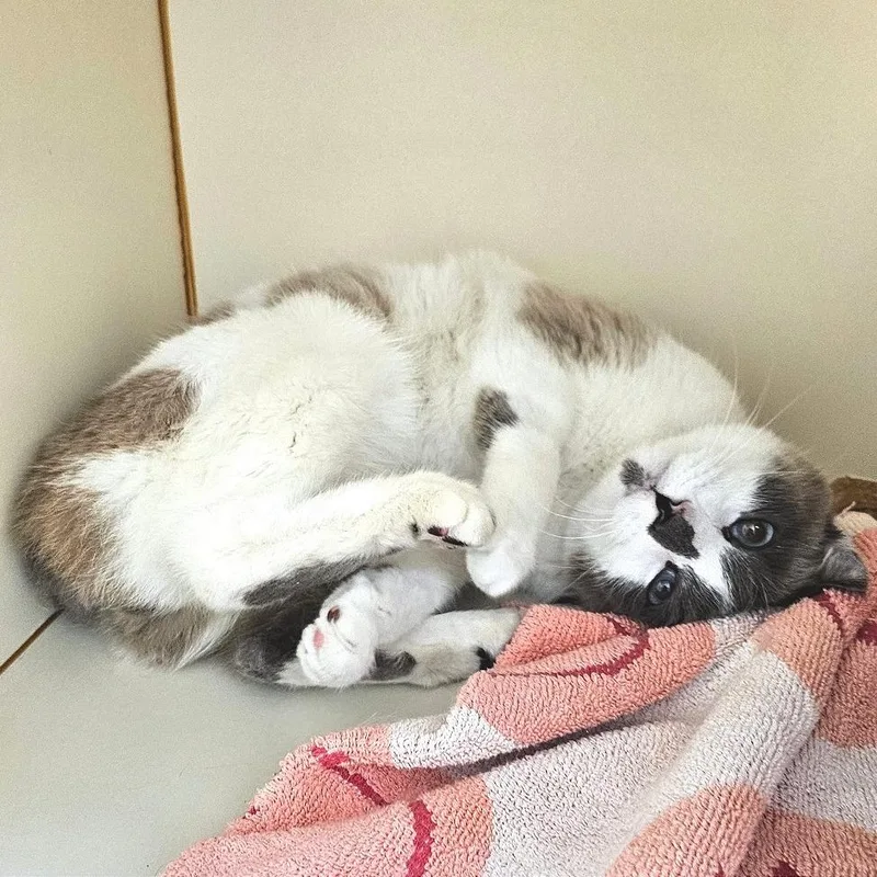 An adult medium-sized male White Snowshoe cat named Max for adoption in Albuquerque, NM