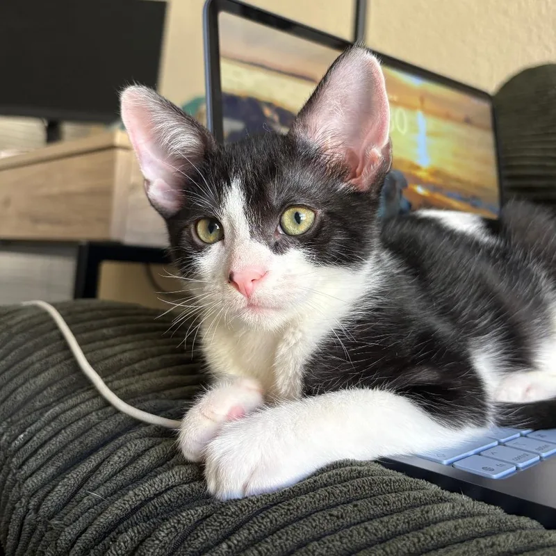 A baby small-sized male Black Domestic Short Hair cat named Leonardo for adoption in San Diego, CA