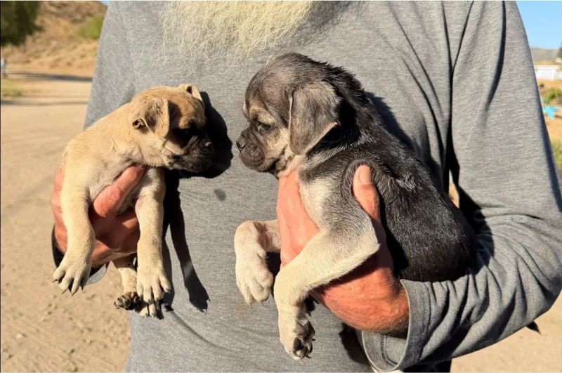 A baby medium-sized male Black Pug dog named Lug for adoption in Agua Dulce, CA