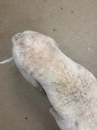 An adult large-sized male Mixed Breed dog named Marvo for adoption in Chamblee, GA