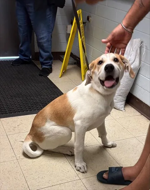 A young small-sized male Foxhound dog named Nigel for adoption in Stockton, CA