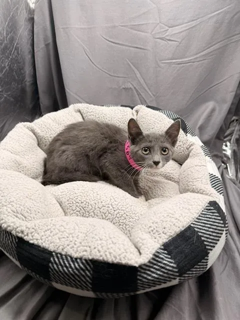 An adult small-sized female Domestic Short Hair cat named Toffee for adoption in Appling, GA