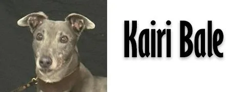 An adult large-sized female Greyhound dog named Kairi Bale for adoption in Douglasville, GA