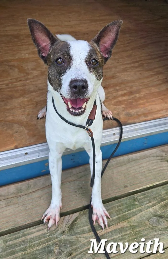 A young small-sized female Jack Russell Terrier dog named Maveith Yrly for adoption in Sidney, OH