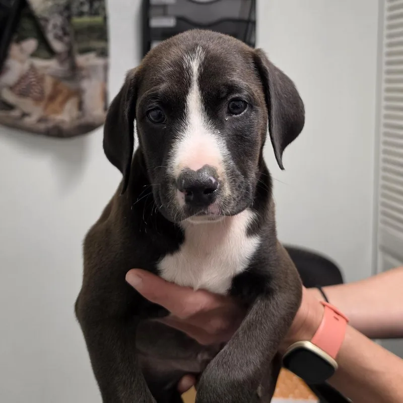 A baby small-sized male Black Mixed Breed dog named Wrangler for adoption in Troy, IL
