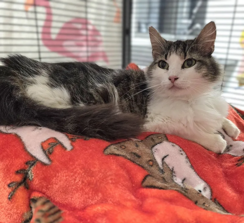 A young medium-sized female Tabby (Brown / Chocolate) Domestic Long Hair cat named Bootsie for adoption in Mount Carmel, IL