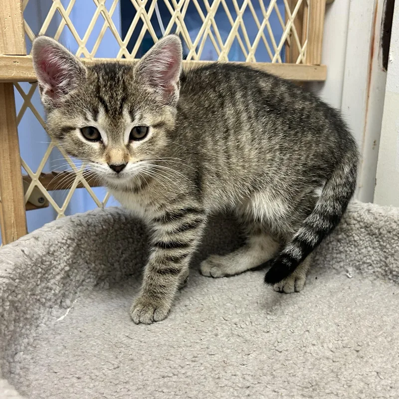 A baby medium-sized female Tabby (Brown / Chocolate) Domestic Short Hair cat named Nala for adoption in Wilmington, OH
