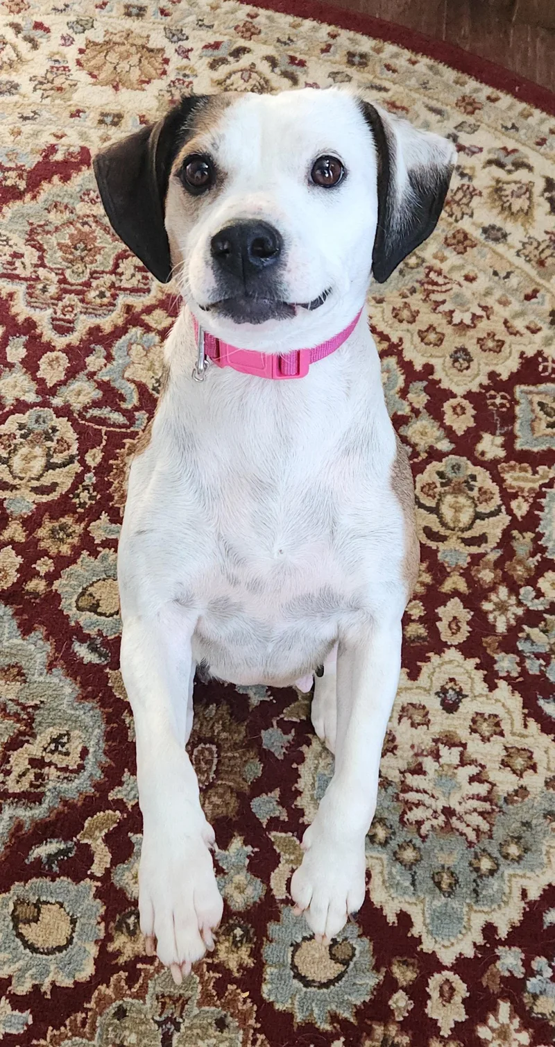 An adult medium-sized female Beagle dog named Pearl for adoption in Herndon, VA