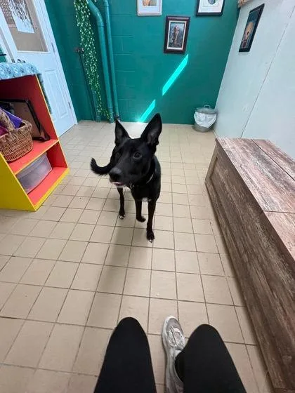 Pepper thumbnail 3