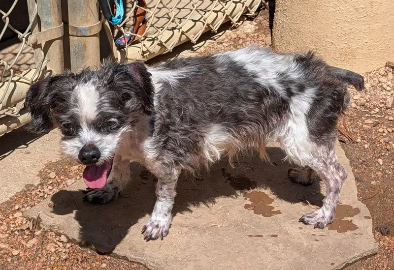 An adult small-sized male Shih Tzu dog named Buzzy A for adoption in Plano, TX