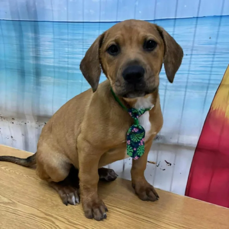 A baby medium-sized male Mixed Breed dog named Lucky for adoption in Columbia, MD