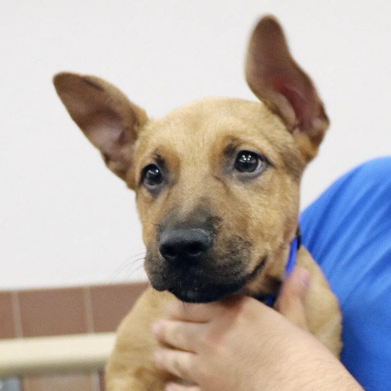 A baby medium-sized male Mixed Breed dog named Nathaniel for adoption in Port Washington, NY