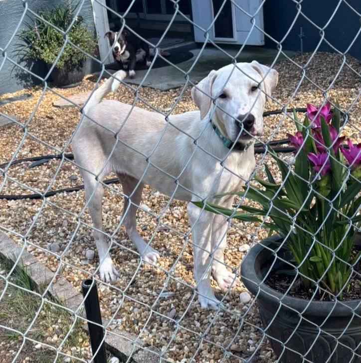 A young large-sized male Labrador Retriever dog named Cheddar for adoption in Inverness, FL