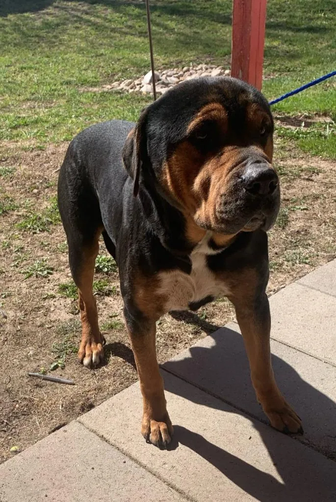 A young large-sized male Rottweiler dog named Cerberus for adoption in Angola, IN