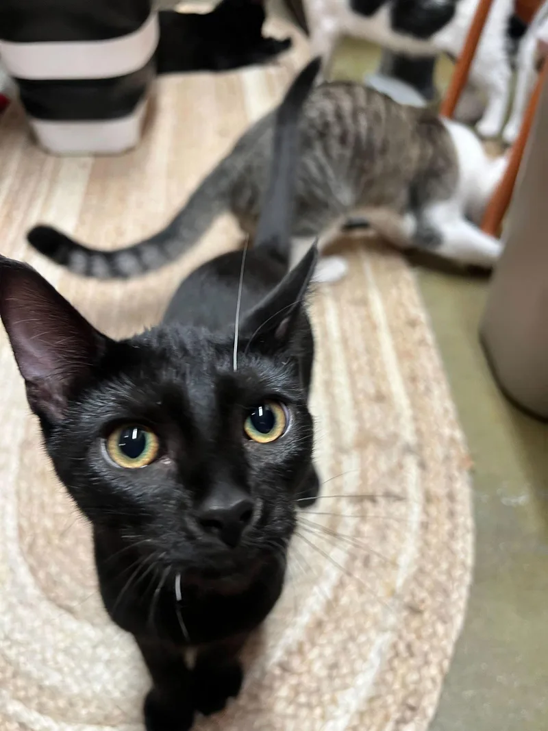 Sugar Bear Lassen thumbnail 2