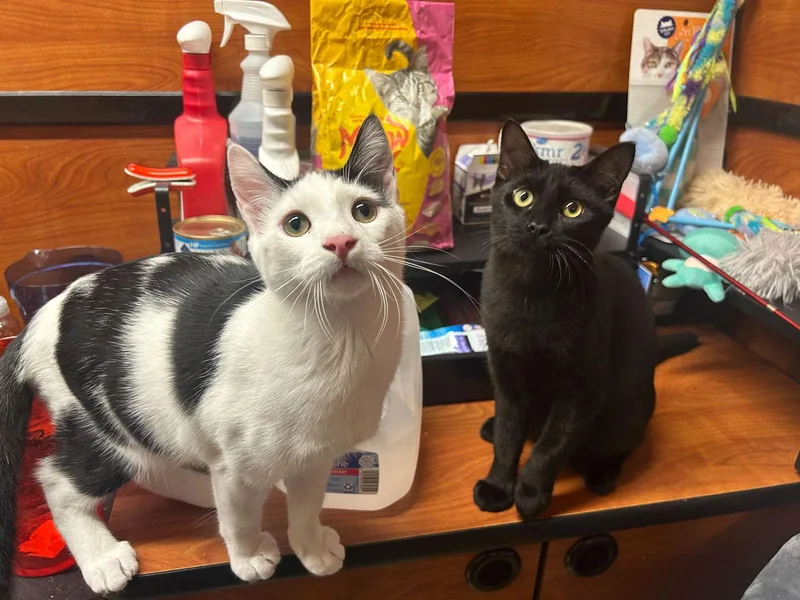 Sugar Bear Lassen thumbnail 3