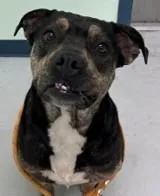 An adult large-sized female Mixed Breed dog named Ria for adoption in Savannah, GA