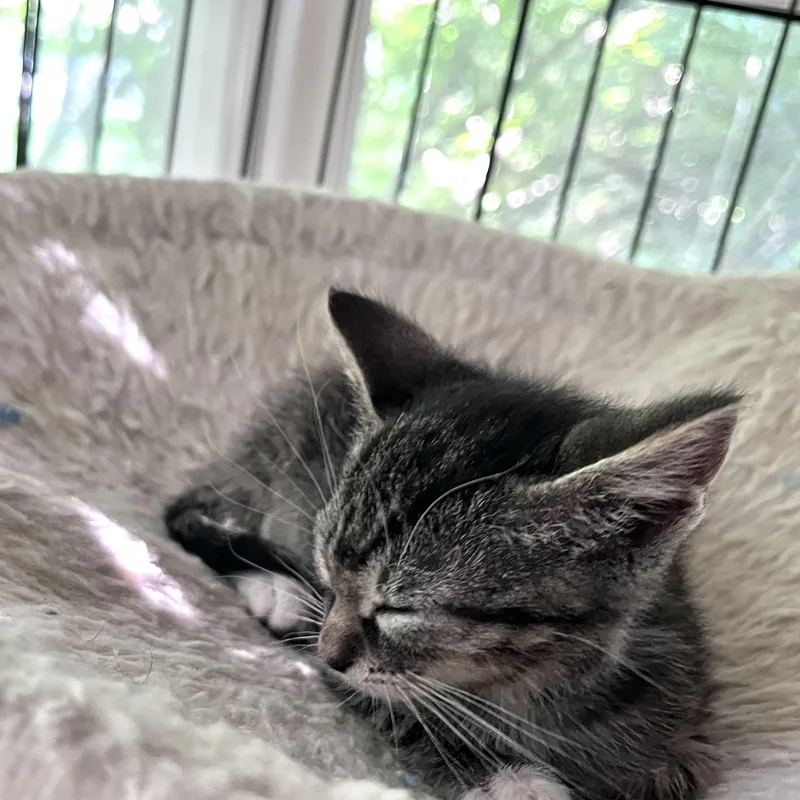 A baby small-sized female Domestic Short Hair cat named Pink Pony for adoption in Maplewood, NJ