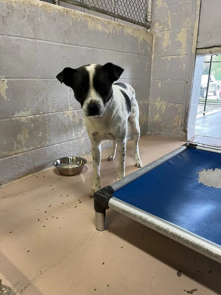 An adult medium-sized male Mixed Breed dog named Loki for adoption in Troy, OH
