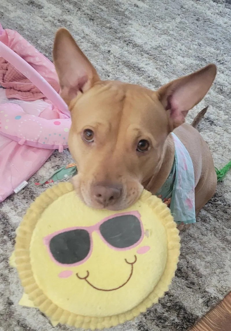 An adult medium-sized female Yellow / Tan / Blond / Fawn American Staffordshire Terrier dog named Cali for adoption in Brunswick, OH
