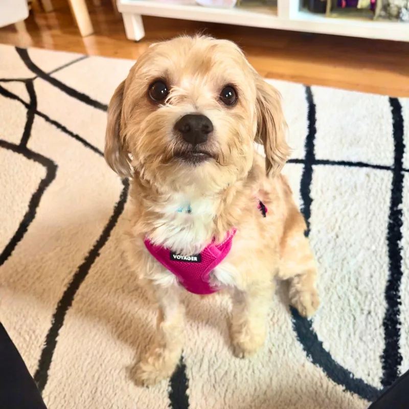 An adult small-sized male Apricot / Beige Cocker Spaniel dog named Downy for adoption in New York, NY