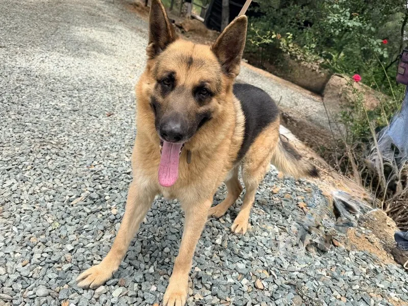A senior large-sized male Brown / Chocolate German Shepherd Dog dog named Norman for adoption in Shingle Springs, CA