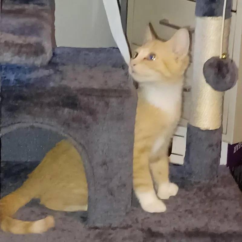 A baby small-sized male Domestic Short Hair cat named Mittens for adoption in Coralville, IA