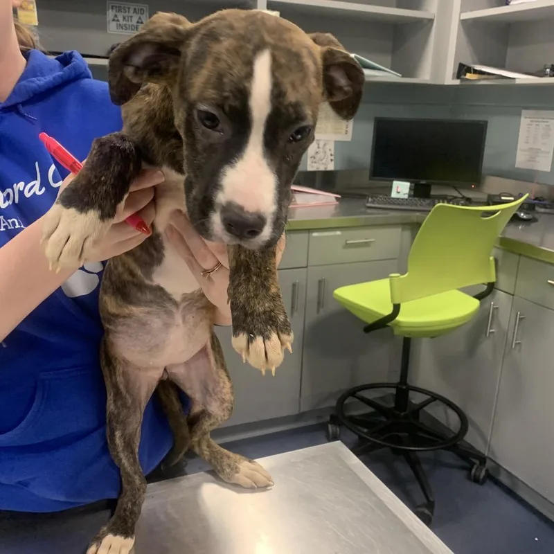 Morning Dew thumbnail 2