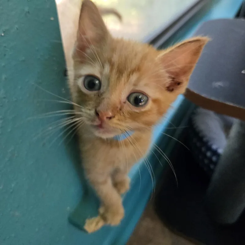 A baby small-sized male Orange / Red Domestic Short Hair cat named Stevo for adoption in San Antonio, TX