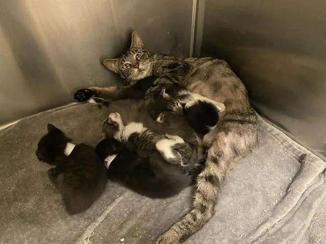 A young small-sized female Domestic Short Hair cat named Opal for adoption in Tustin, CA