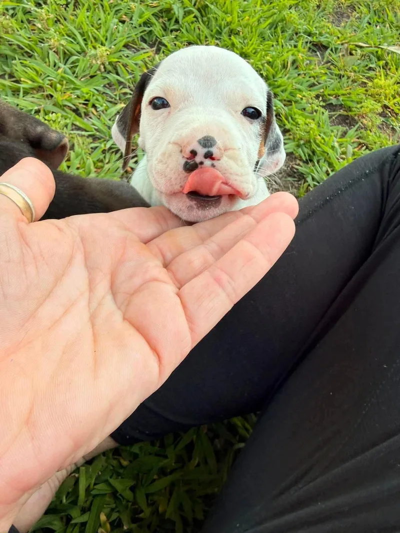 A baby medium-sized male Tricolor (Brown, Black, & White) Treeing Walker Coonhound dog named Sheldon for adoption in Randolph Center, VT