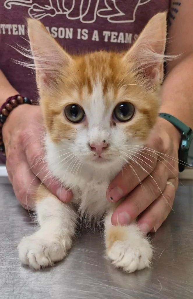 A baby medium-sized female Domestic Medium Hair cat named Elise for adoption in Christiansburg, VA