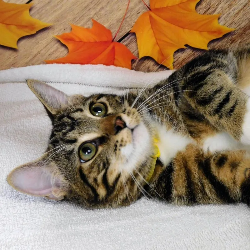 A baby medium-sized male Gray / Blue / Silver Domestic Short Hair cat named Scotty for adoption in Canton, IL