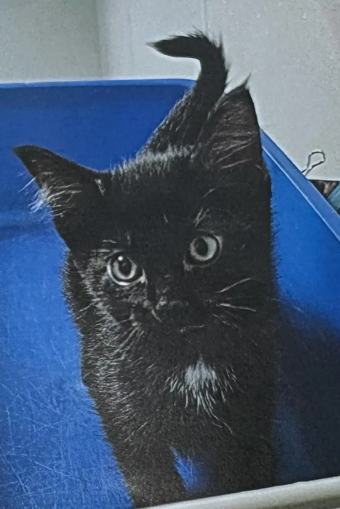 A baby small-sized male Black Domestic Short Hair cat named Toothless for adoption in Fort Madison, IA