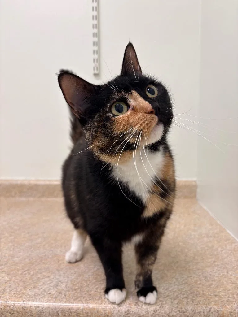 An adult medium-sized female Domestic Short Hair cat named Cordelia for adoption in Fall River, MA