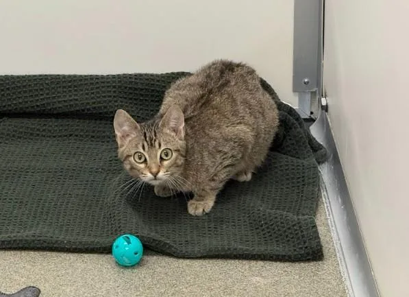A young small-sized male Domestic Short Hair cat named Bugz for adoption in Omaha, NE
