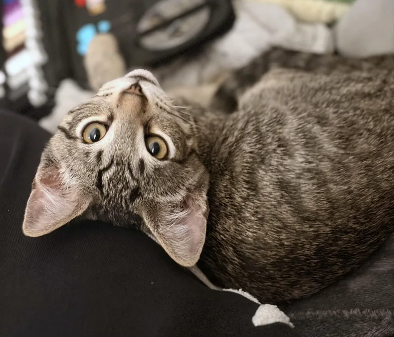 Coco thumbnail 3