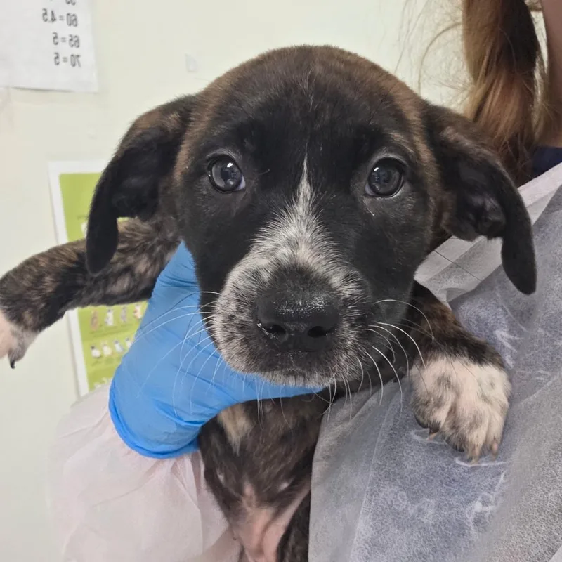 A baby small-sized female Brown / Chocolate Mixed Breed dog named Sally McKnight for adoption in Charleston, WV