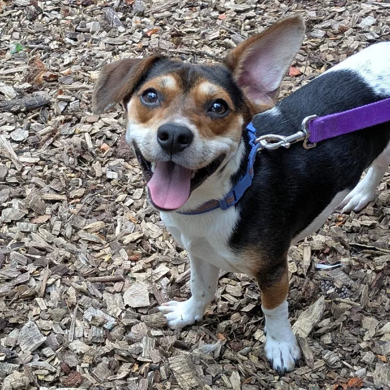 A young small-sized male Black Beagle dog named Billy for adoption in Charlottesville, VA