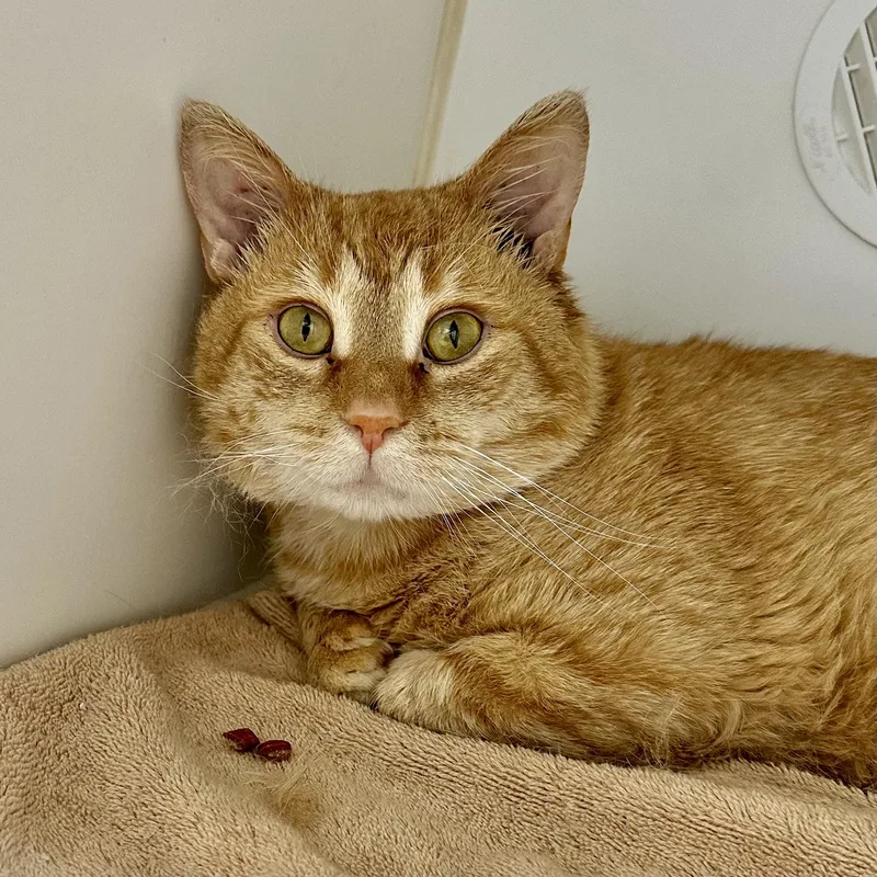 An adult large-sized male Orange / Red Domestic Short Hair cat named Simba for adoption in Reisterstown, MD