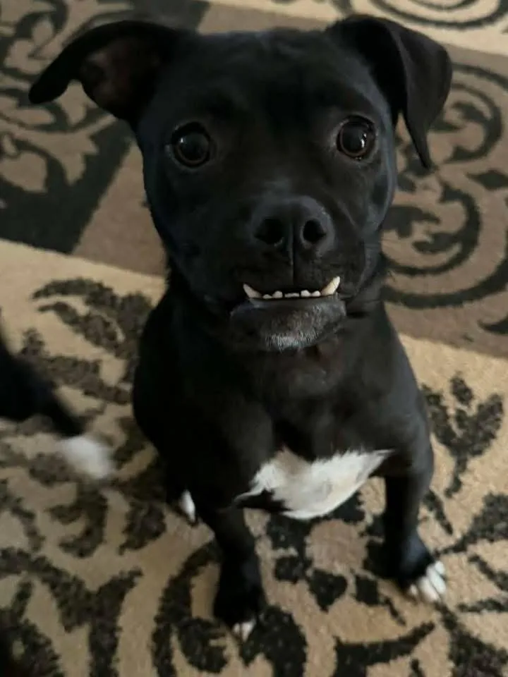 A baby small-sized male Black Boston Terrier dog named Snaggle for adoption in Calera, AL