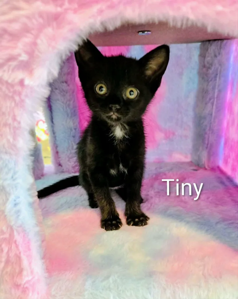 A baby medium-sized female Black Domestic Short Hair cat named Tiny T for adoption in Largo, FL