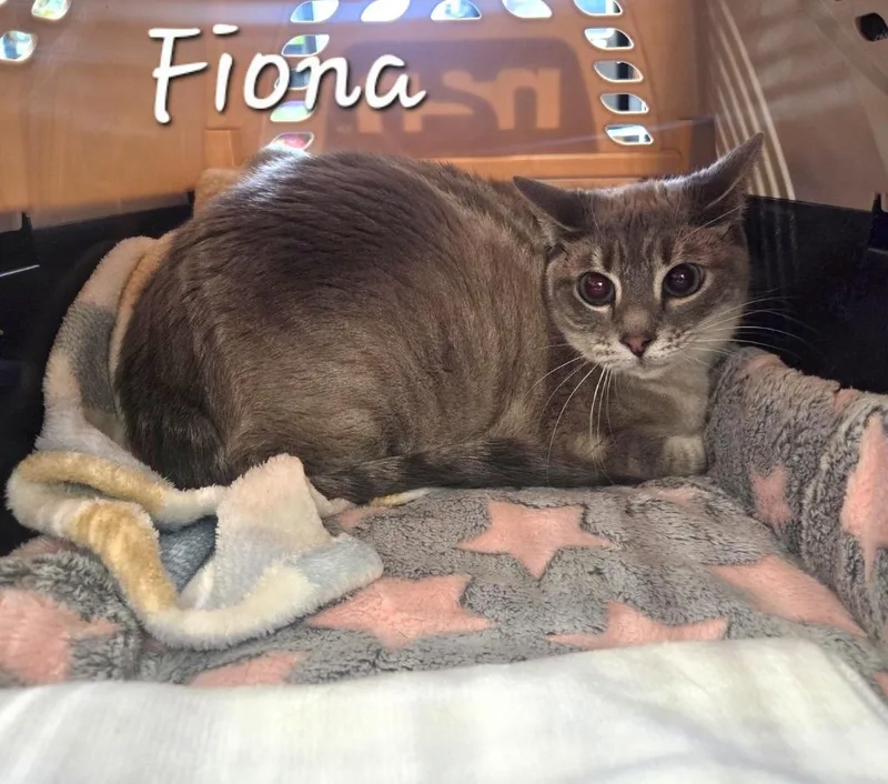An adult medium-sized female Siamese cat named Fiona for adoption in Anna, TX