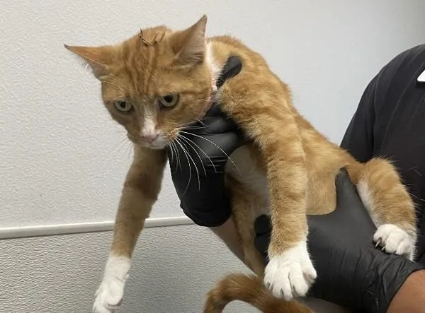 An adult medium-sized female Domestic Short Hair cat named Poppy for adoption in San Diego, CA