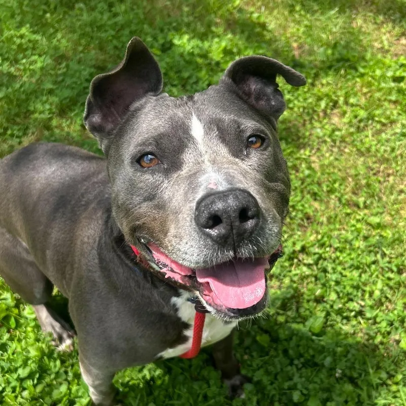 An adult large-sized male Gray / Blue / Silver Pit Bull Terrier dog named Skr Boi for adoption in Louisville, KY